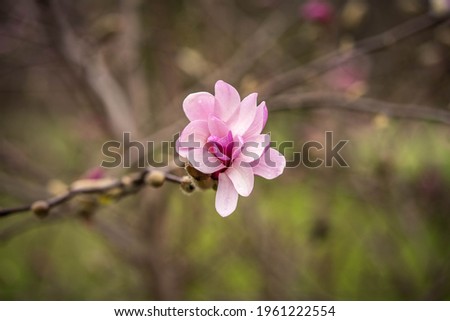 incredibly beautiful delicate magnolia flowers in early spring