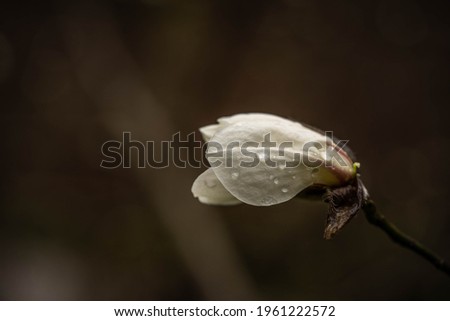 incredibly beautiful tender magnolia buds