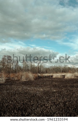 A burnt tree in the middle of a burnt field against a background of clouds, early spring Ukraine, vertical photo