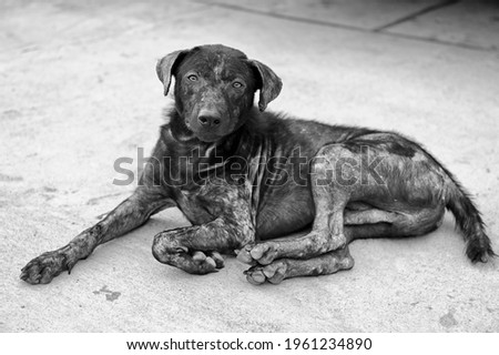 A black old and sick dog without a master with a pitying look lies on the road with its paws outstretched Royalty-Free Stock Photo #1961234890
