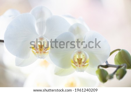 Orchid is a beautiful large flower with a beautiful beautiful heart in the center of the flower.