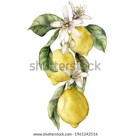 Watercolor tropical card of ripe lemons, flowers and leaves. Hand painted branch of fresh fruits isolated on white background. Tasty food illustration for design, print, fabric or background.