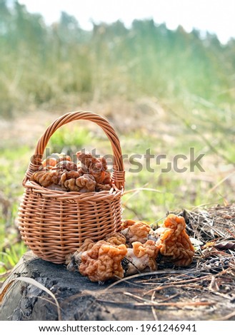 Gyromitra gigas mushrooms in wicker basket, natural forest background. early spring season, fresh mushrooms picking. mushroom hunting