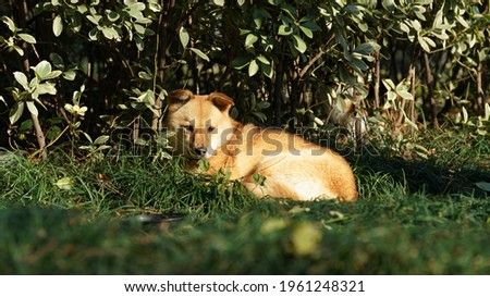 One wild yellow dog sleeping on the grass land with the warm sunlight in the park