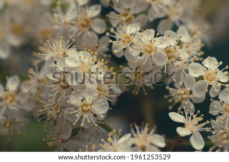 Wild meadow spring flowers white pink yellow blossom flowers and lavender in macro photography