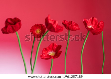 poppy flowers plastic on red background close up