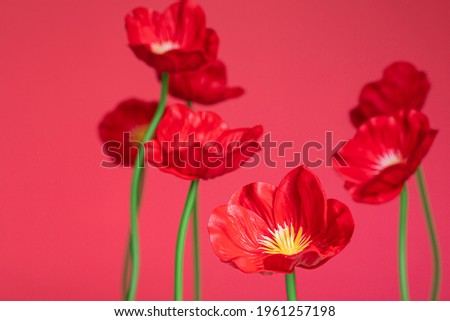 poppy flowers plastic on red background close up
