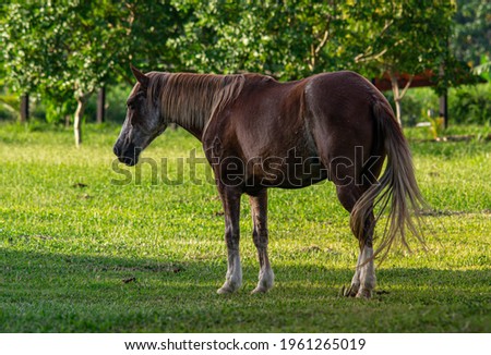 Beautiful horses enjoying the moment in a farm, in Porto Velho city - Rondônia, Brazil