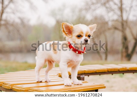 Chihuahua portrait. White long-haired chihuahua puppy portrait. chihuahua white cute portrait