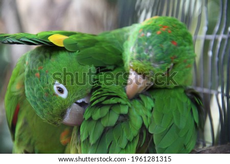 Beautiful rare birds in Brazil 