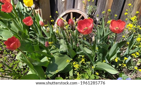 Red tulips in the garden (focus on the blossom)