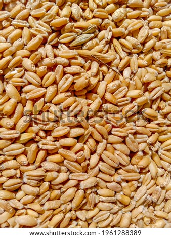 Close up of wheat grain.wheat grain texture natural dry grain on the whole image.Triticum aestivum is scientific name of Wheat cereal grain.Seed of wheat.With Selective Focus on the Subject. Royalty-Free Stock Photo #1961288389