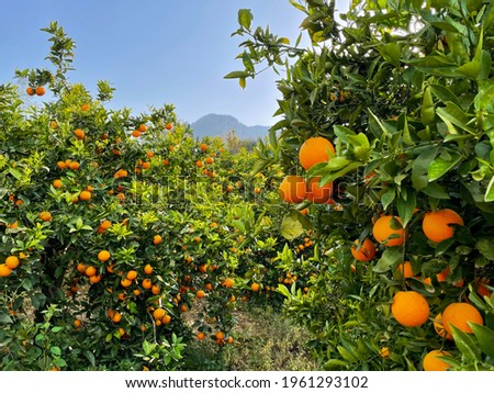 Stunning view of orange trees with bright ripe orange fruits on citrus plantation in Sóller on Majorca island Royalty-Free Stock Photo #1961293102
