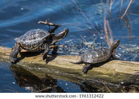 A pair of red-eared turtles are sitting on a tree trunk on a pond and basking in the sun.