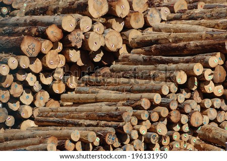 Piles of Pinus radiata logs for export at Port of Lyttleton, South Island, New Zealand