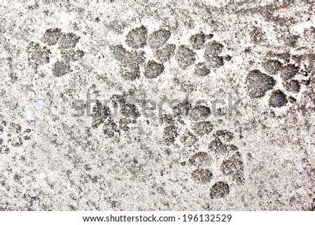 The dog 's footprints on cement floor background 
