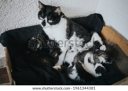 A closeup shot of a black and white cat with its kittens