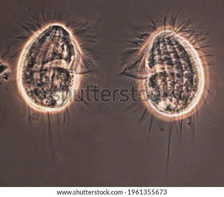 Cyclidium (Protista, Ciliophora), microscope image of two living cells of ciliate, showing cilia, kineties, mouth Royalty-Free Stock Photo #1961355673