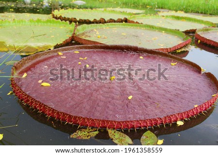 A picture of a big lotus leaf in a long beautiful stream