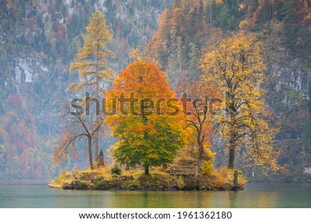 Autumn forest scenery with road of fall leaves and warm light illumining the gold foliage. Footpath in scene autumn forest nature. Vivid october day in colorful forest