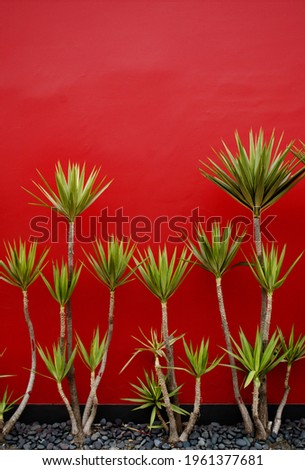 Green plants, contrasted with a vibrant red wall, which does nothing but highlight the beauty of its color.