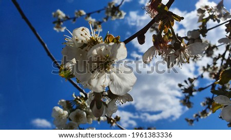  A lot of wonderful white flowers. Cherry flowers. 