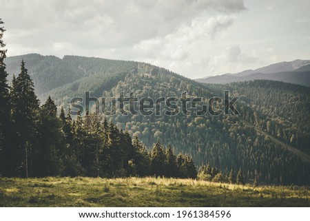 Mountain summer landscape. Forest belt with tall trees against the background of green mountains. Rest and reboot in the mountains. High quality photo