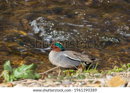 A male "green-winged teal" duck in the water.