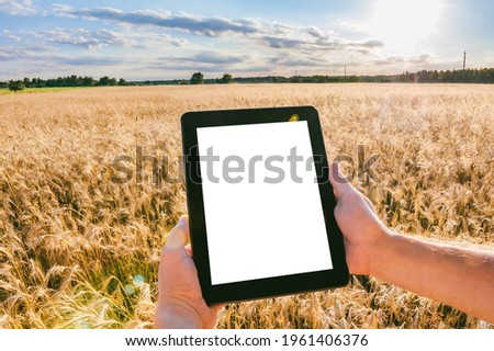 Close-up, mock-up tablet in the hands of a man. Against the background of a field with ears of wheat in sunny weather