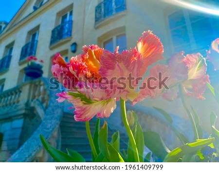 Interesting and unusual tulip flowers