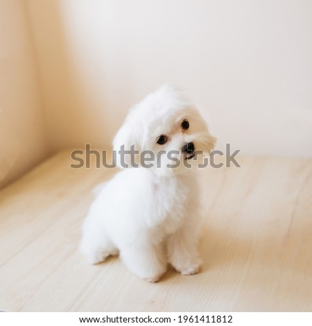 Portrait of a cute white long-haired Maltese. The puppy is 4 month old on the picture.