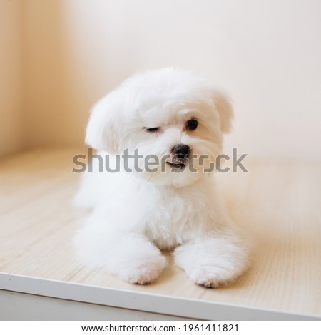 Portrait of a cute white long-haired Maltese. The puppy is 4 month old on the picture.