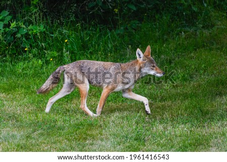 A wild coyote moves across the edge of a lawn in a suburban neighborhood in Carnation, a rural suburb to the east of Seattle Royalty-Free Stock Photo #1961416543