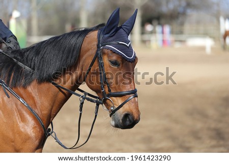 Horse riding  banner for website or magazine illustration. Photo of equestrian competition as a show jumping background