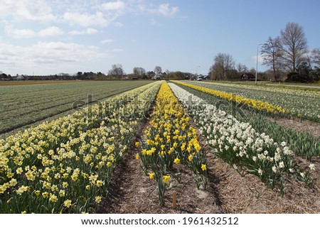Fields of golden and white daffodils (Narcissus) near the North Holland village of Egmond aan den hoef in spring. Netherlands, April                                