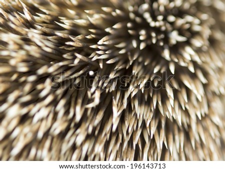 needle hedgehog texture