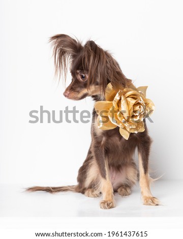 Toy Terrier female breed dog puppy chocolate rare with golden flower rose decoration on neck. Studio shot pet animal postcard isolated on white background.