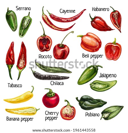 Set whole and half different pepper. Cayenne, cherry, chilaca, poblano, rocoto, serrano, tabasco, bell, jalapeno, habanero. Vector vintage hatching color illustration isolated on white Royalty-Free Stock Photo #1961443558
