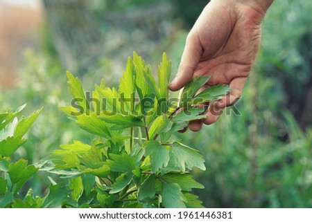 Close-up of a hand picking fresh green garden lovage Royalty-Free Stock Photo #1961446381