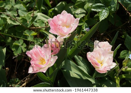 Three small pink tulips in a cottage garden border. Pictured in April the flowers shine out in the crowded border. The petals open to reveal a lemon centre. The bulbs emerge every year