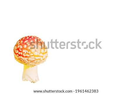 beautiful little fly agaric isolated on white background with place for text