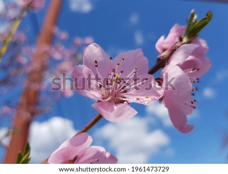 Pink small flowers of a peach tree (Prunus persica) on a branch in the sun in a blue sky with clouds (bottom view).