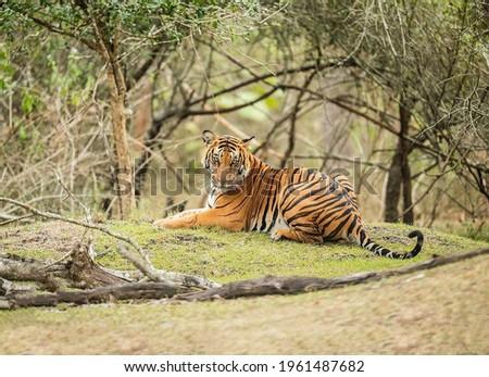 A magnificent striped adult handsome tiger lies with a proud view in a bright clearing against the background of forest trees
