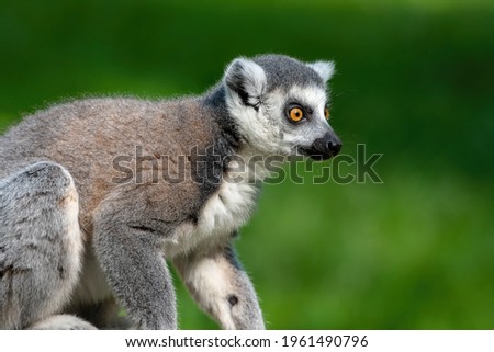 Ring-tailed lemur (Lemur catta) sitting on a branch looking to the right side of the picture in front of a green background which is blurred
