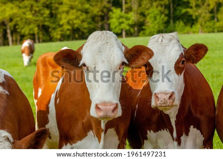 grazing white-brown cows on a green pasture - domestic animal - Czech Republic