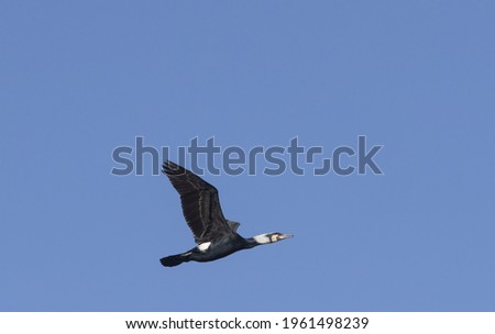 A closeup shot of a flying  black goose with the sky background
