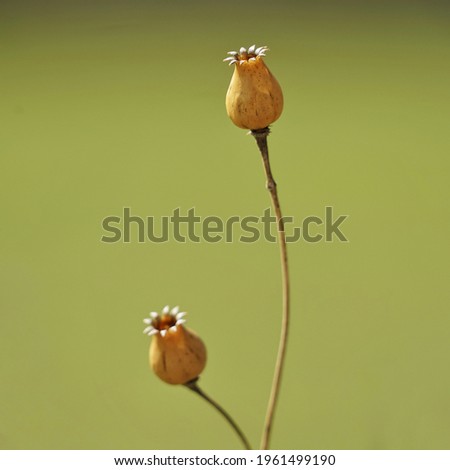 A vertical shot of blooming poppy flowers