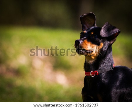 Mini pincher dog is playing on the grass. Royalty-Free Stock Photo #1961502937
