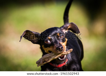 Mini pincher dog is playing on the grass. Royalty-Free Stock Photo #1961502943