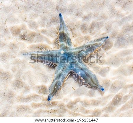 Starfish on beach seaside asia Thailand